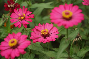 pink flowers in the garden