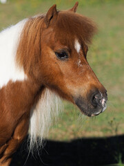 Miniature Pony Headshot
