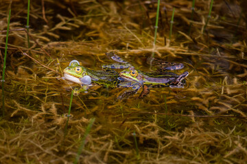 The pool frog or small green frog, in Latin 