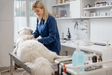 Female veterinarian doctor examining big dog lying on the table in veterinary clinic. Pet health care and medical concept. 