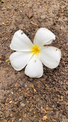 white frangipani flower