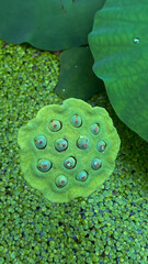 water lily in the pond