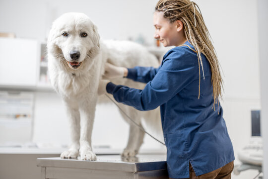 How to Identify and Treat Pimples on Your Dog's Skin Can dogs get pimples? Yes! Learn about the causes, symptoms, and treatments to keep your pup's skin healthy and clear. Click to learn more!