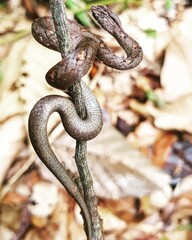 Common mock viper (Psammodynastes pulverulentus)