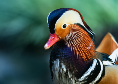 Fototapeta Extreme close-up portrait of the small exotic-looking male Mandarin Duck.
