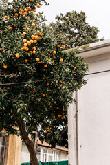 Oranges grow on a tree outside