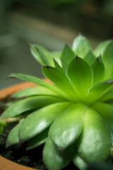 Alabaster rose succulent plant