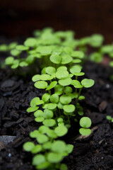 Germinated blue alps miosotis plant