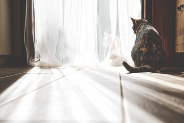 Group of cats basking in the sun on the doorstep. A black cat looks at them through the tulle. Selective focus.