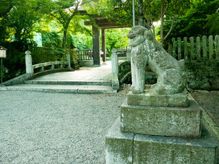 Fototapeta premium 新緑の神社