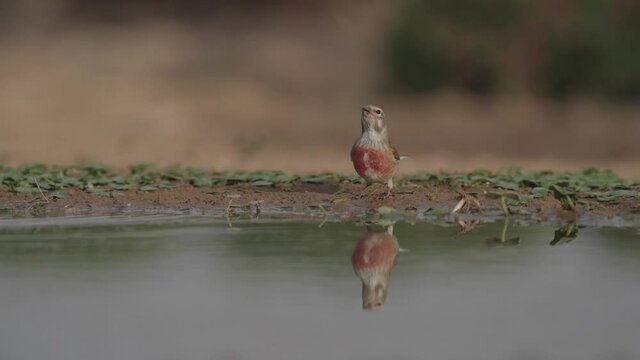 Common Linnet (Linaria cannabina) male Drink water in the Negev desert Israel