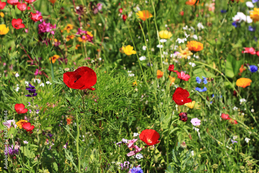 Sticker nice meadow flowers texture