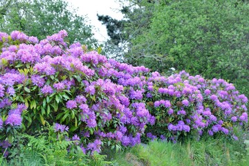 Obraz premium Beautiful flowers in a garden . Brittany France