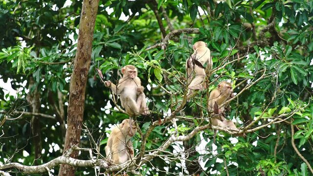 Beautiful footage of monkeys sitting on a tree in rainforest