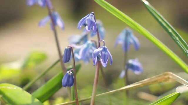 Blue delicate flowers scilla in the spring garden. Early flowering plants