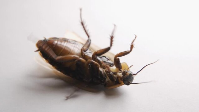 A huge cockroach lies on its back and wiggles its legs. The nasty insect is trying to roll over. Pests. Close-up isolated on white background