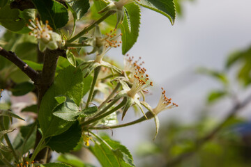 apple blossoms in spring