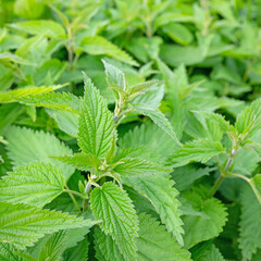 Große Brennnessel, Urtica dioica, im Frühjahr