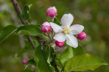 apple blossoms in spring