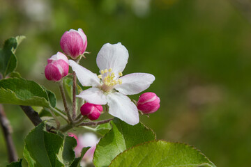apple blossoms in spring