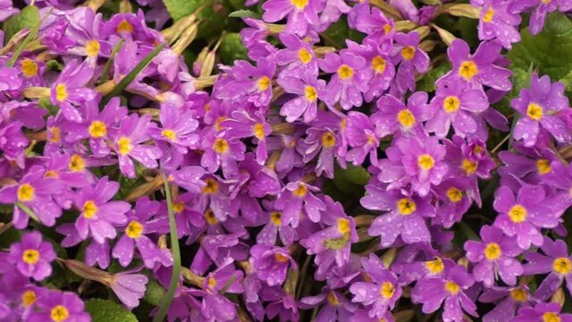 A flower bed with primrose bushes. Beautiful purple flowers in spring garden
