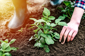 Woman removing weeds and loosening soil around potato plants.