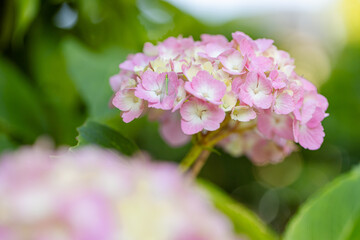 Fototapeta premium あじさい（紫陽花）
