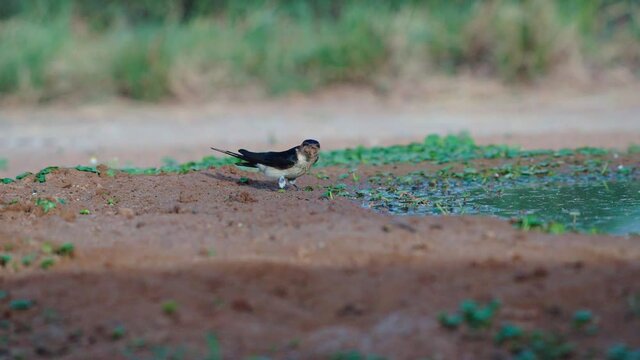 Red-rumped swallow (Cecropis daurica) Collecting mud for nest in Israel