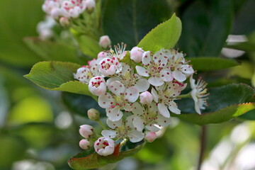 Aronia Blüten