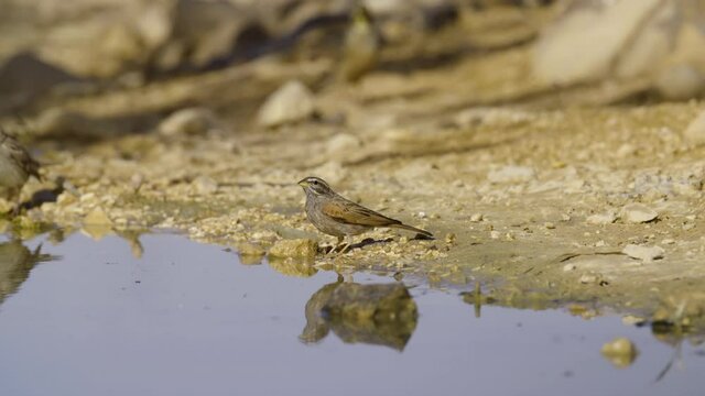 striolated bunting (Emberiza striolata) Drinking water in the desert