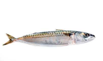 Mackerel fish in studio