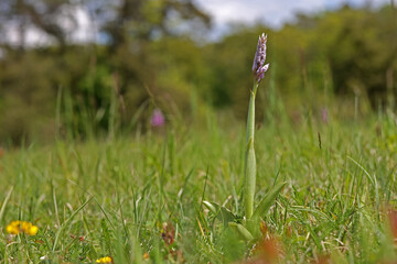 Orchis Militaris is a purple orchid in a meadow.