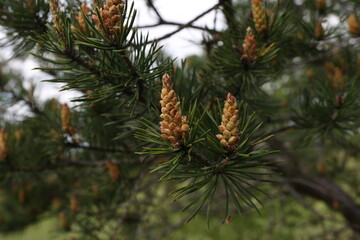 Blooming pine tree in the forest in spring