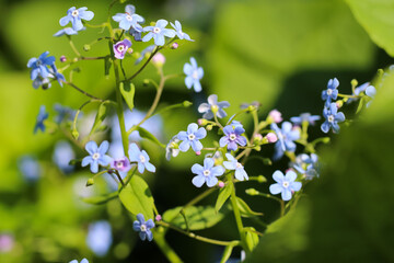 Macro photography of forget-me-not flowers (lat. Myosotis) on a natural defocused green background 