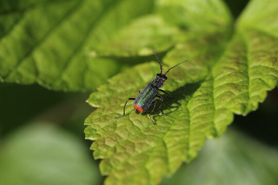Zweifleckiger Zipfelk&auml;fer - Malachius bipustulatus