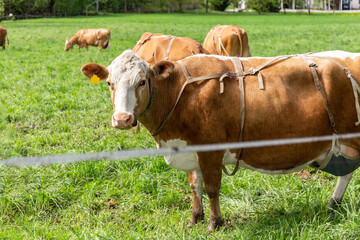 Cows graze on the pasture. Cattle. Cows eat grass. Agriculture. Cow bra.