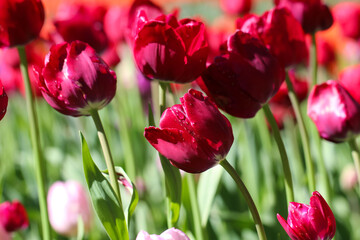 Macro photography of a burgundy tulips with selective focus on a blurry natural soft red-green background 