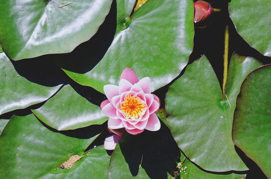 Top view of pink blooming lotus flower in summer pond with green leaves. Natural backgrounds in city. 