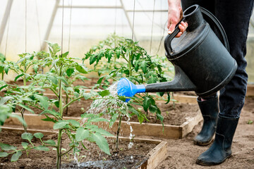 Gardener watering seedling tomatoes in greenhouse.
