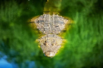 Poster Big african alligator crocodile in the green water closeup © Ivan Kmit