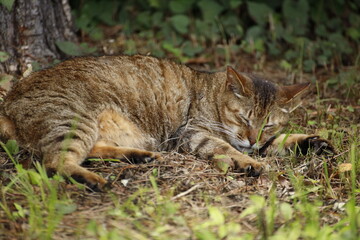 cat on a tree