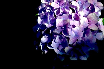 闇と紫陽花
