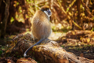 Bale vervet monkey, Chlorocebus djamdjamensis. Close up, very rare, endemic, mountainous monkey in ist natural environment. Harenna rain forest, Bale Mountains, travelling Ethiopia.