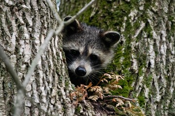 The raccoon ( Procyon lotor) hidden on a tree