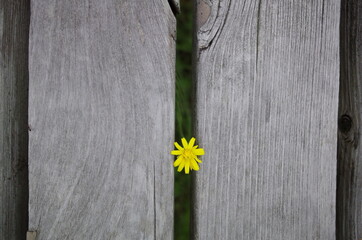 隙間から花がこんにちは