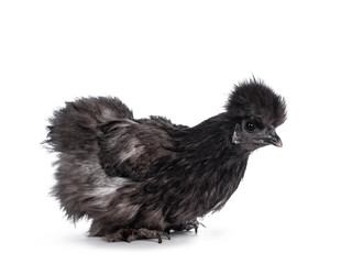 Young blue Silkie bantam chicken, sitting side ways. Looking straight ahead. Isolated on a white background.