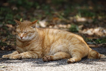 portrait of a cat
