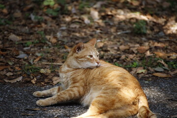 cat on the grass
