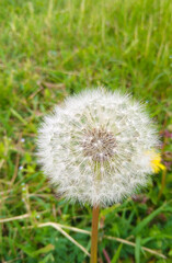 Closeup of dandelion on natural background, artistic nature closeup.