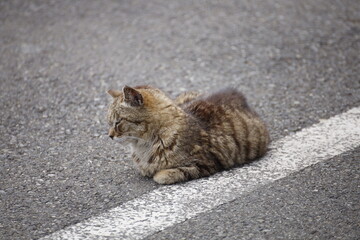 cat on the beach